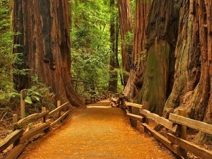 Redwood Path