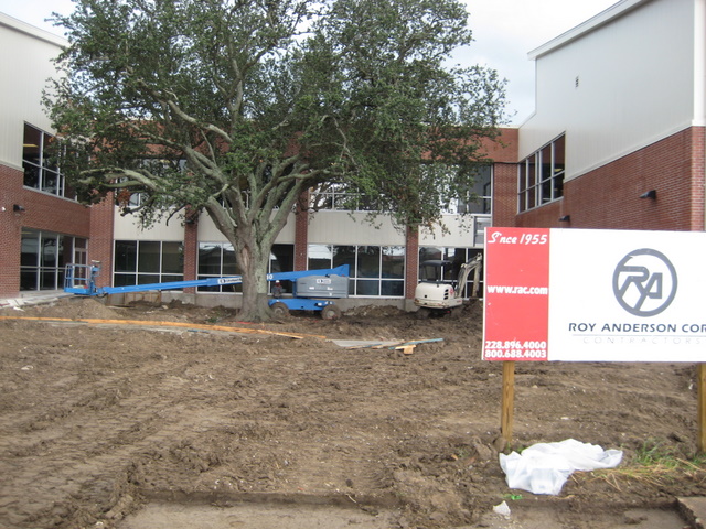 Live oak at new Langston Hughes School being damaged by heavy equipment