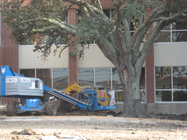 Contractors in the act of damaging Langston Hughes School's only mature tree. Aug. 6, 2009