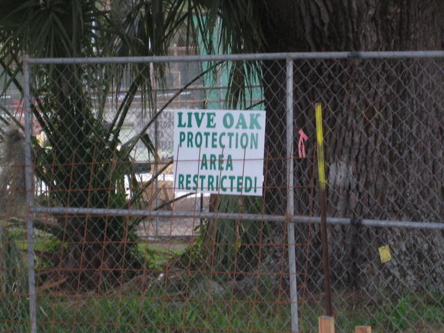 Sign placed after damage already done to old live oak in City Park.