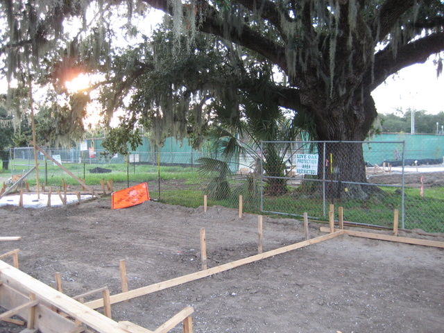 Easily two thirds of the canopy of this large tree has been impacted by unenlightened design and construction.