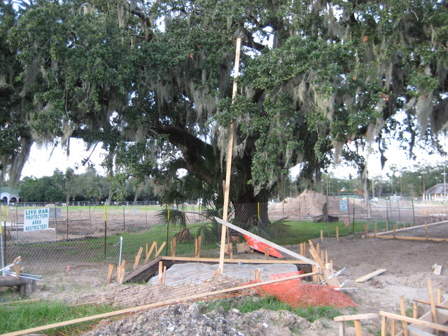 Deeply trenched across the delicate roots, this construction likely will be a sign or monument for the Great Lawn. The tree canopy will surely die-off in the zone over the damage.
