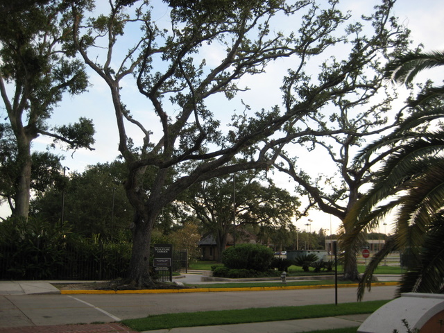 Trees damaged by buildling of the Sculpture Garden and Pavilion of the Two Sisters. This kind of die-off is the result of failure to properly protect and care for these live oaks. This is the future if development continues without stronger protections and procedures.