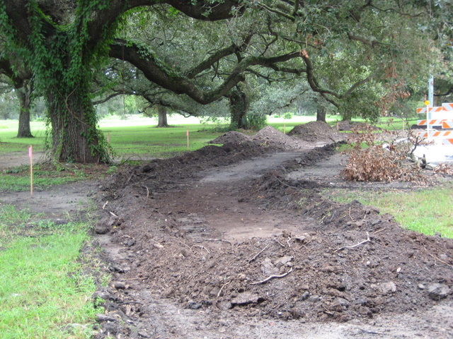 Bulldozed path under mature trees on Harrison Ave in City Park. Roots have been severed. These trees have been permanently damaged.