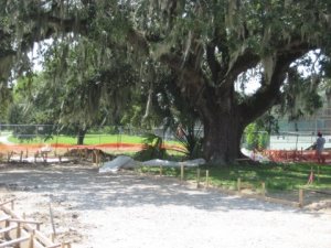 City Park oak being damaged by construction of concrete forms for Great Lawn project.