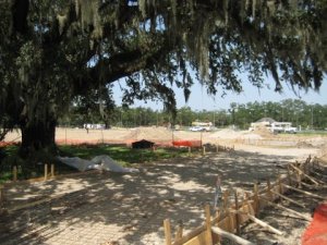 Stately City Park Oak damaged by construction to build concrete forms.