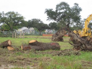 One of the more than 30 mature oaks destroyed by the redevelopment of the Lafitte Projects on Orleans Ave.