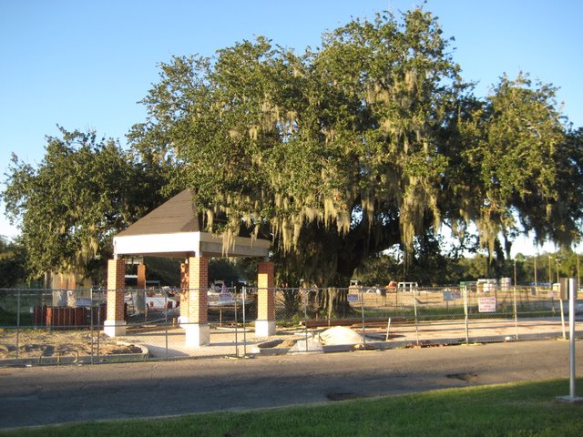 Just what every ancient live oak needs: a man-made building.