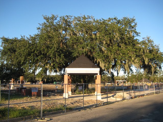 Architectural symmetry is more important to Cashio Cochran than the beauty of an older live oak.