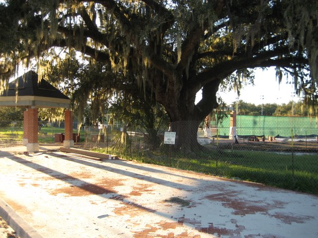 After I challenged this construction, sand was used under the brick rather than concrete. However, sand has little pore space to allow air, water and nutrients to reach the tree roots, so the tree will suffer so we can walk on bricks. Harming the oaks steals from the future and violates the standards of stewardship needed for the park.